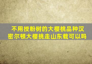 不用授粉树的大樱桃品种汉密尔顿大樱挑走山东载可以吗